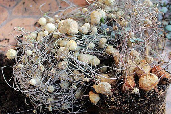 爱之蔓土豆根有什么作用 没想到爱之蔓的土豆根作用这么大呢