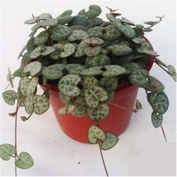 爱之蔓土豆根有什么作用 没想到爱之蔓的土豆根作用这么大呢