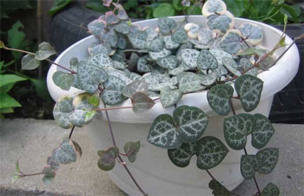 爱之蔓土豆根有什么作用 没想到爱之蔓的土豆根作用这么大呢