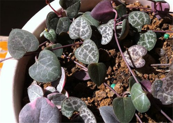 爱之蔓土豆根有什么作用 没想到爱之蔓的土豆根作用这么大呢