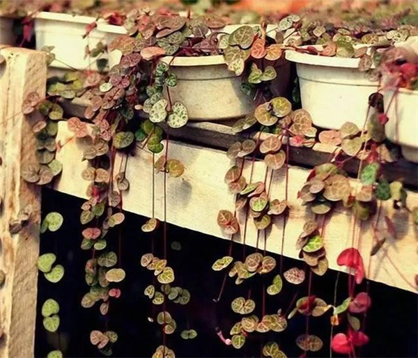 如何给爱之蔓进行换盆 爱之蔓换盆方法及注意事项都在这里