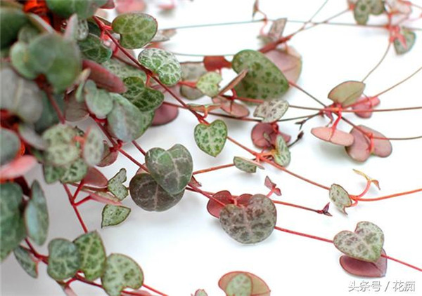 如何给爱之蔓进行换盆 爱之蔓换盆方法及注意事项都在这里