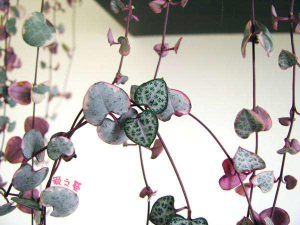 如何给爱之蔓进行换盆 爱之蔓换盆方法及注意事项都在这里