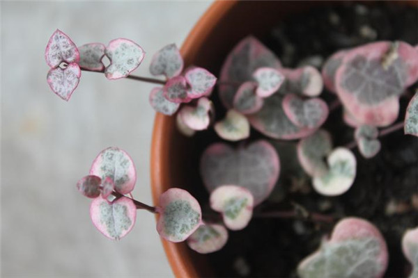 爱之蔓怎么养好看 没想到爱之蔓养成垂吊爆盆竟是如此简单