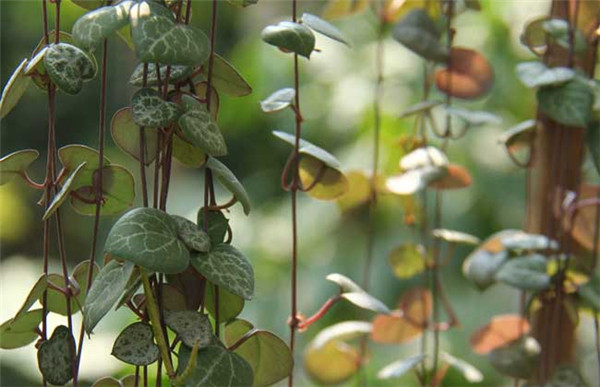 爱之蔓怎么养好看 没想到爱之蔓养成垂吊爆盆竟是如此简单