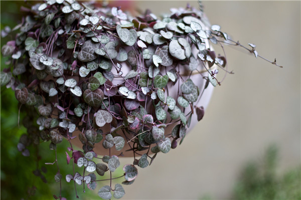 爱之蔓怎么养好看 没想到爱之蔓养成垂吊爆盆竟是如此简单