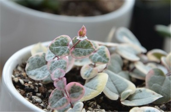 爱之蔓怎么养好看 没想到爱之蔓养成垂吊爆盆竟是如此简单