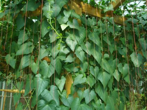 锦屏藤怎么塑形造景才好看 锦屏藤这样造型你学会了吗