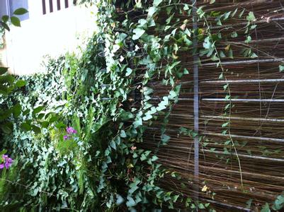 锦屏藤怎么塑形造景才好看 锦屏藤这样造型你学会了吗