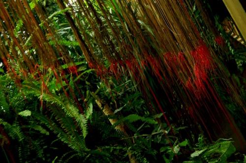 锦屏藤怎么塑形造景才好看 锦屏藤这样造型你学会了吗