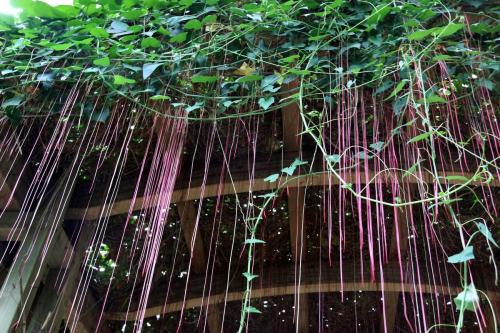 锦屏藤的养殖方法和注意事项是什么 这么养锦屏藤才会长得好