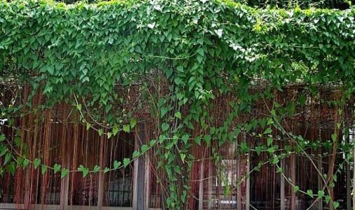 锦屏藤的养殖方法和注意事项是什么 这么养锦屏藤才会长得好