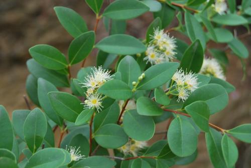 ��骺������ܹ����� ��������骹���������ȷ�ķ���