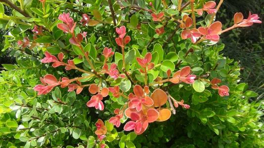 ��骺������ܹ����� ��������骹���������ȷ�ķ���