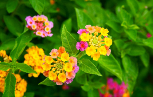 马樱丹怎么种植 盆栽马樱丹的方法和注意事项有下面这些