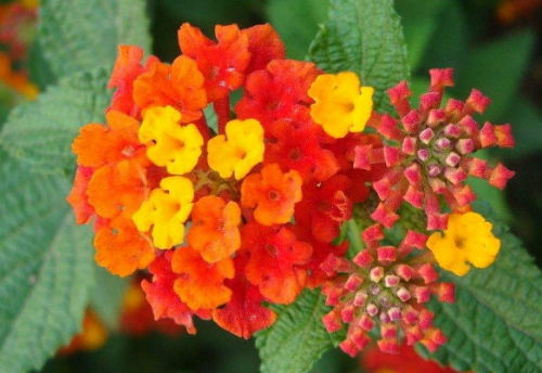 马樱丹怎么种植 盆栽马樱丹的方法和注意事项有下面这些