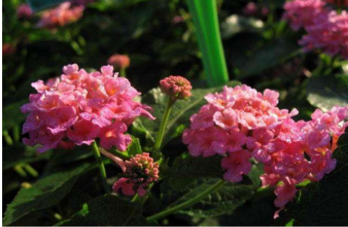 马樱丹怎么种植 盆栽马樱丹的方法和注意事项有下面这些