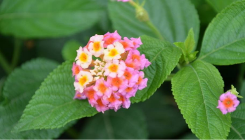 马樱丹怎么种植 盆栽马樱丹的方法和注意事项有下面这些