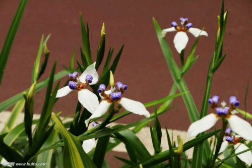 巴西鸢尾花期是什么时候 巴西鸢尾开一天就谢了真的吗
