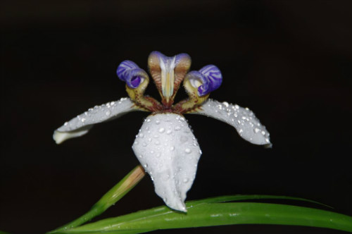 巴西鸢尾花期是什么时候 巴西鸢尾开一天就谢了真的吗