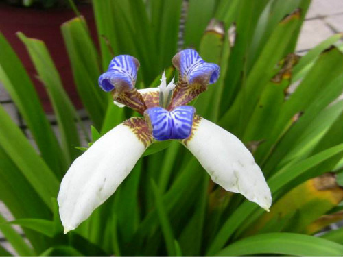 巴西鸢尾花期是什么时候 巴西鸢尾开一天就谢了真的吗