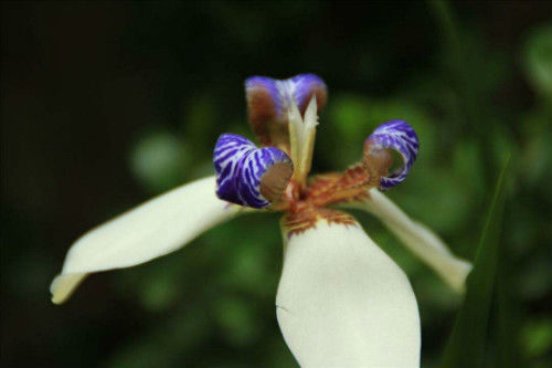 巴西鸢尾花期是什么时候 巴西鸢尾开一天就谢了真的吗