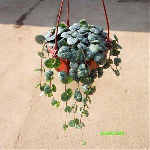 ����ǮҪ��ô���� ����ֲ�����Ǯ�������������ɽ���