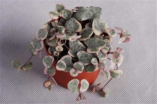 ����ǮҪ��ô���� ����ֲ�����Ǯ�������������ɽ���