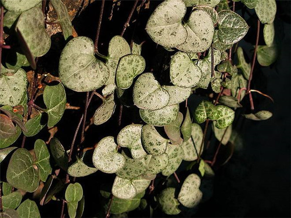 ����ǮҪ��ô���� ����ֲ�����Ǯ�������������ɽ���