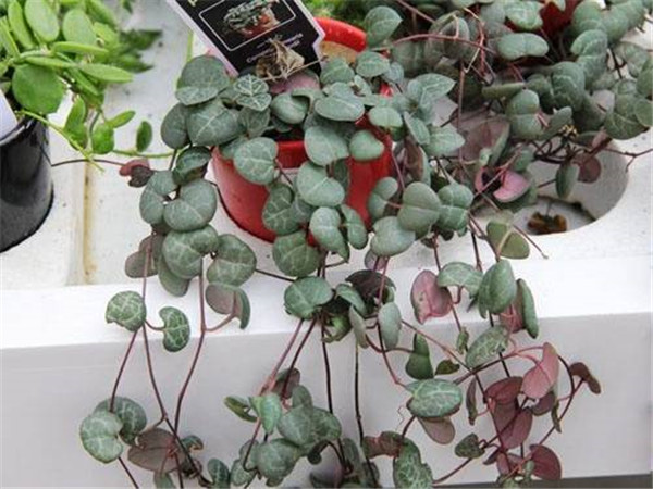 ����ǮҪ��ô���� ����ֲ�����Ǯ�������������ɽ���