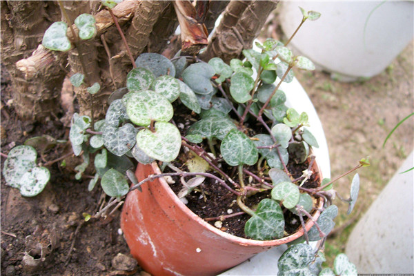 ����Ǯ��ô�����ܸ���ʢ ���������ȷ����������Ŷ