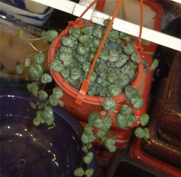 ����Ǯ��ô�����ܸ���ʢ ���������ȷ����������Ŷ