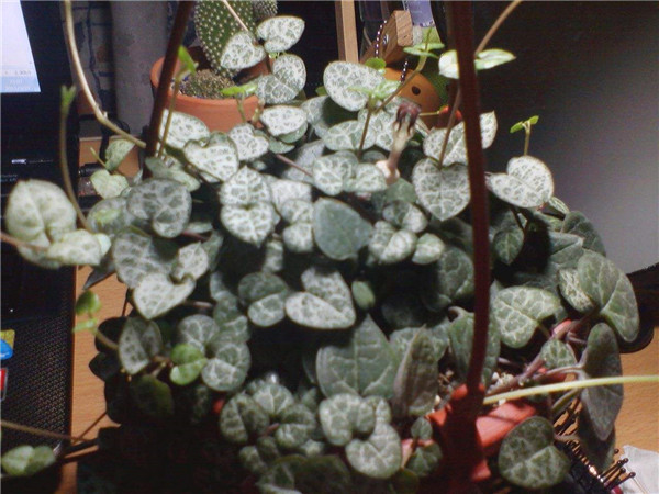 ����Ǯ��ô�����ܸ���ʢ ���������ȷ����������Ŷ