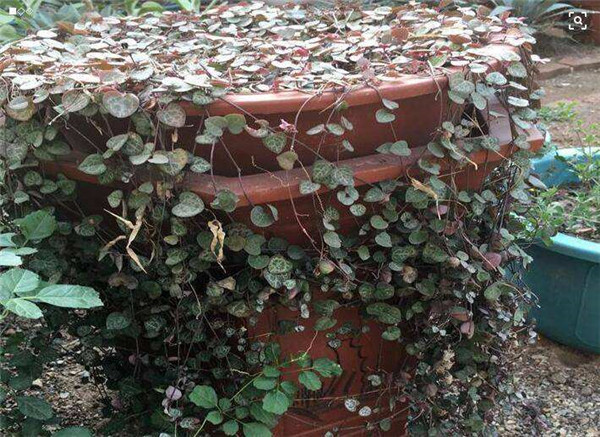 ����Ǯ��ô�����ܸ���ʢ ���������ȷ����������Ŷ