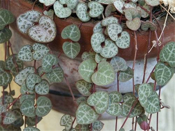 ����Ǯ��ô�����ܸ���ʢ ���������ȷ����������Ŷ