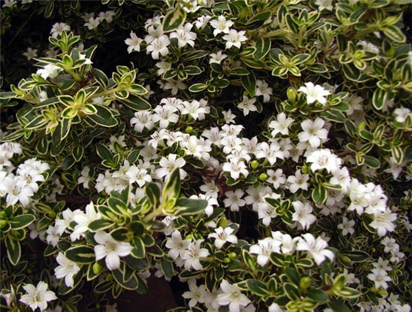 ����ѩ��ôʩ�� ������ʩ�ʷ�ʽ���ܽ�����ѩ���ĸ���ʢŶ