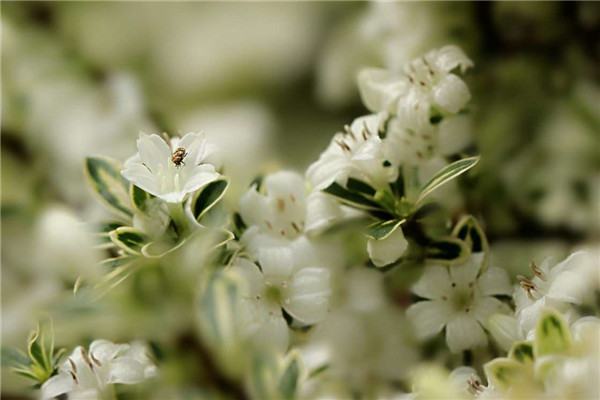 ����ѩ��ôʩ�� ������ʩ�ʷ�ʽ���ܽ�����ѩ���ĸ���ʢŶ