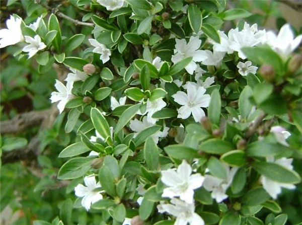 ����ѩ��ôʩ�� ������ʩ�ʷ�ʽ���ܽ�����ѩ���ĸ���ʢŶ