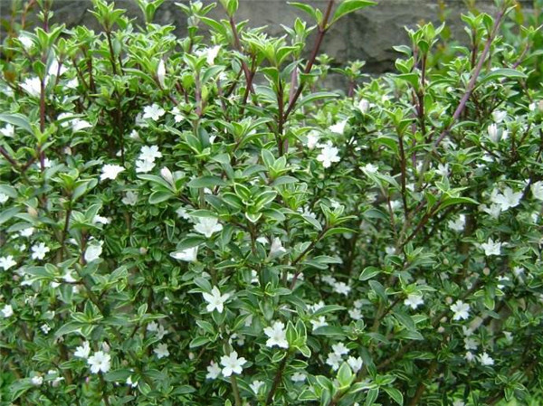 ����ѩ��ôʩ�� ������ʩ�ʷ�ʽ���ܽ�����ѩ���ĸ���ʢŶ