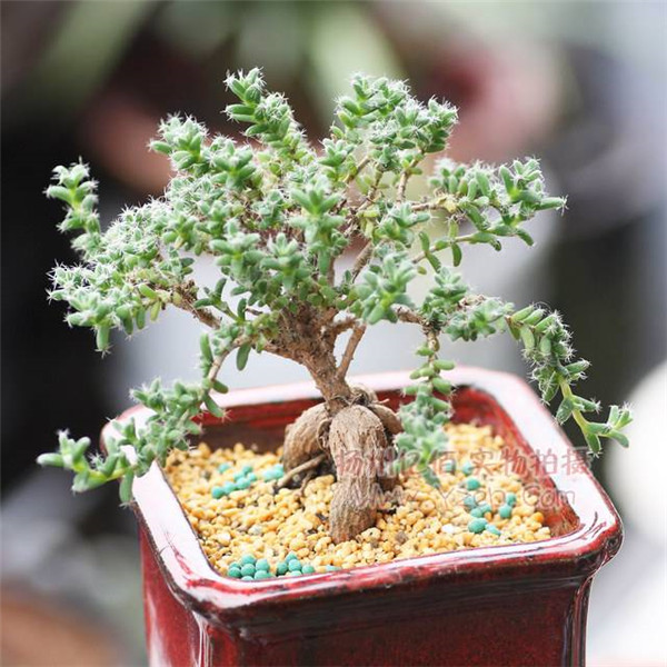 ����С����ô�� ����С�ɵ���ֳ����С���ɶ�������Ŷ