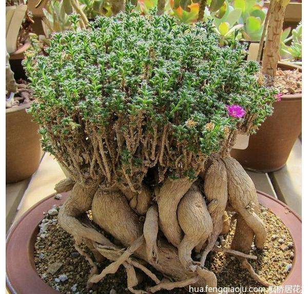 ����С����ô�� ����С�ɵ���ֳ����С���ɶ�������Ŷ