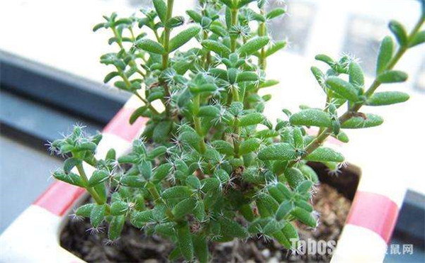 ����С����ô�� ����С�ɵ���ֳ����С���ɶ�������Ŷ