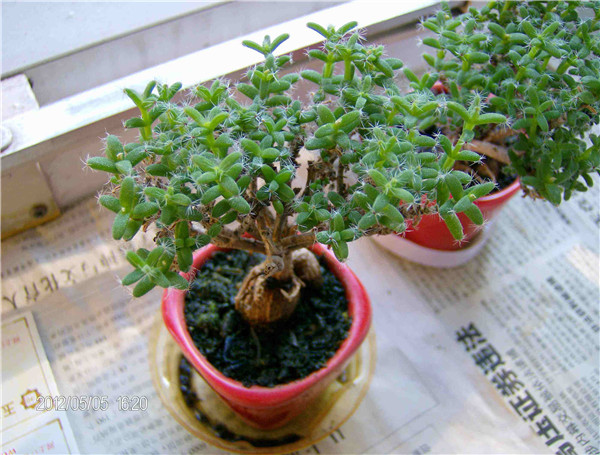 ����С����ô�� ����С�ɵ���ֳ����С���ɶ�������Ŷ