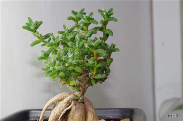 ����С����ô�� ����С�ɵ���ֳ����С���ɶ�������Ŷ