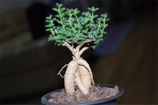 ����С����ô��ֳ ԭ������С�ɵķ�ֳ����������Щ