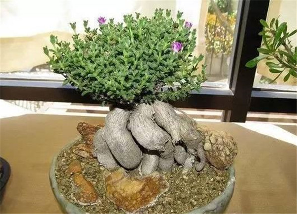 ����С����ô��ֳ ԭ������С�ɵķ�ֳ����������Щ