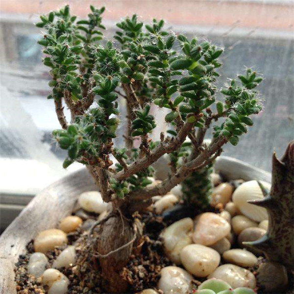 ����С����ô��ֳ ԭ������С�ɵķ�ֳ����������Щ