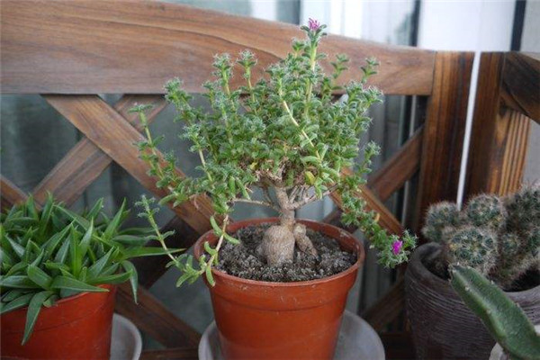 ����С����ô��ֳ ԭ������С�ɵķ�ֳ����������Щ