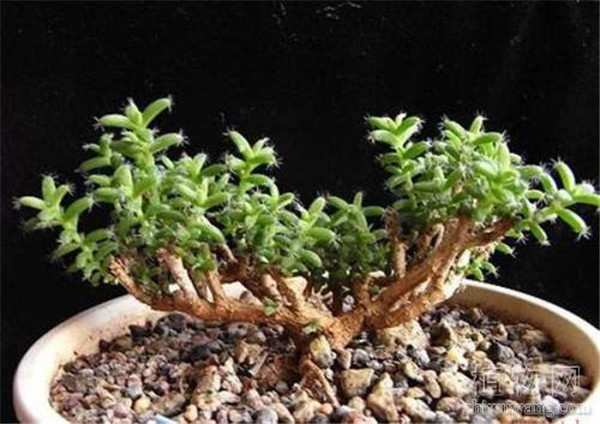 ����С����ô��ˮ ѧ�������С�ɽ�ˮ��ĺ���ҪŶ