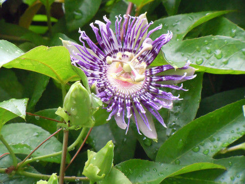 西番莲的花语是什么 西番莲背后象征了是什么意义